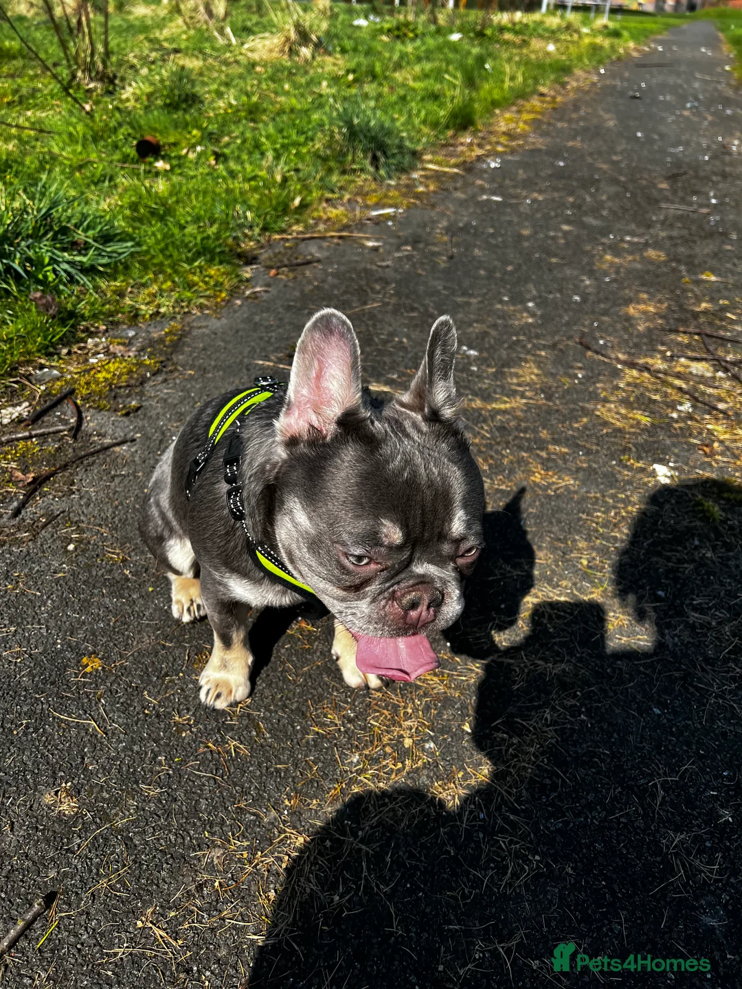 French Bulldog dogs for sale: Adorable 3-Year-Old Male & Female French Bulldog - Advert 25