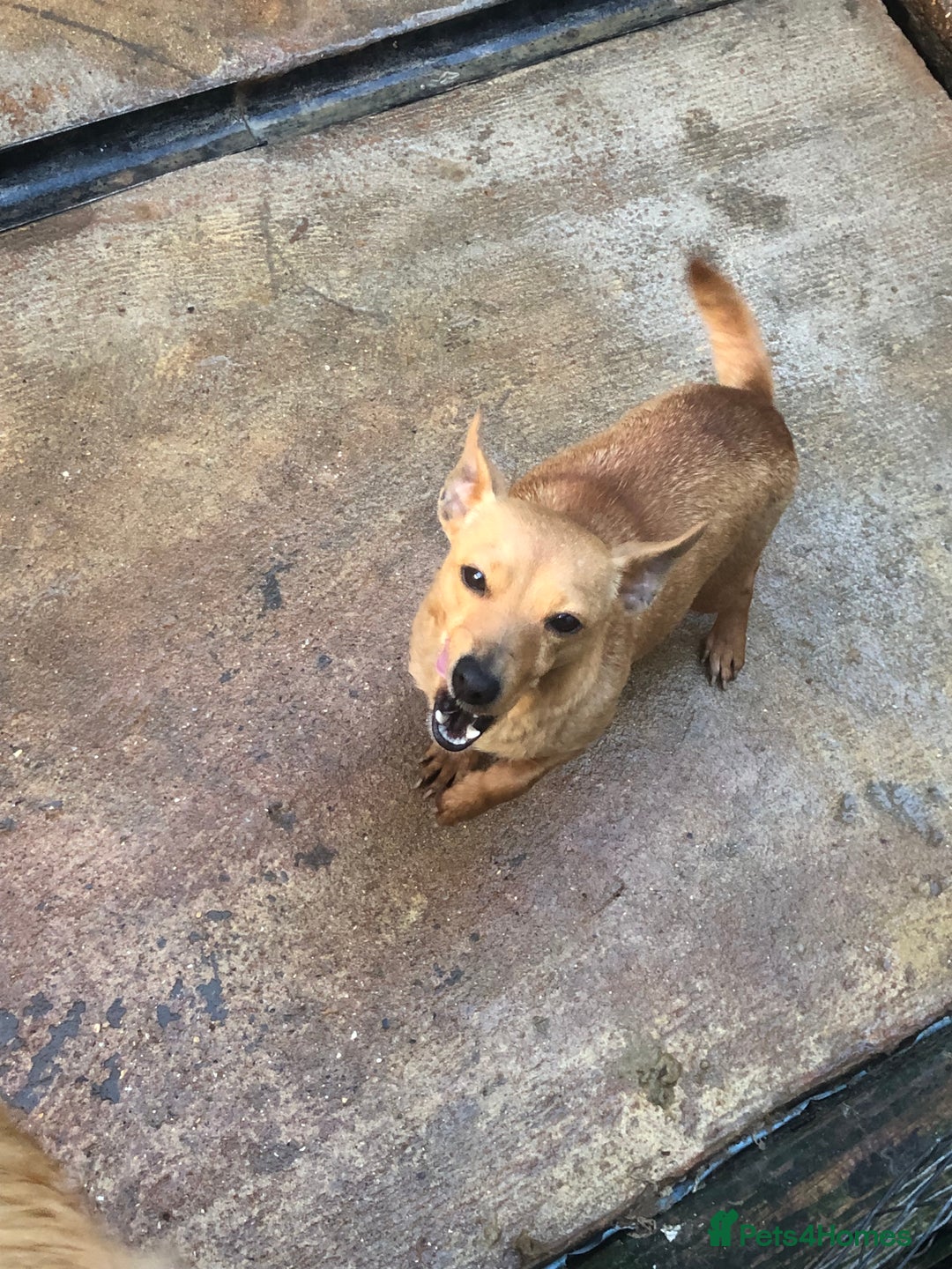 Pomchi dogs for sale: Pomchi - Advert 6