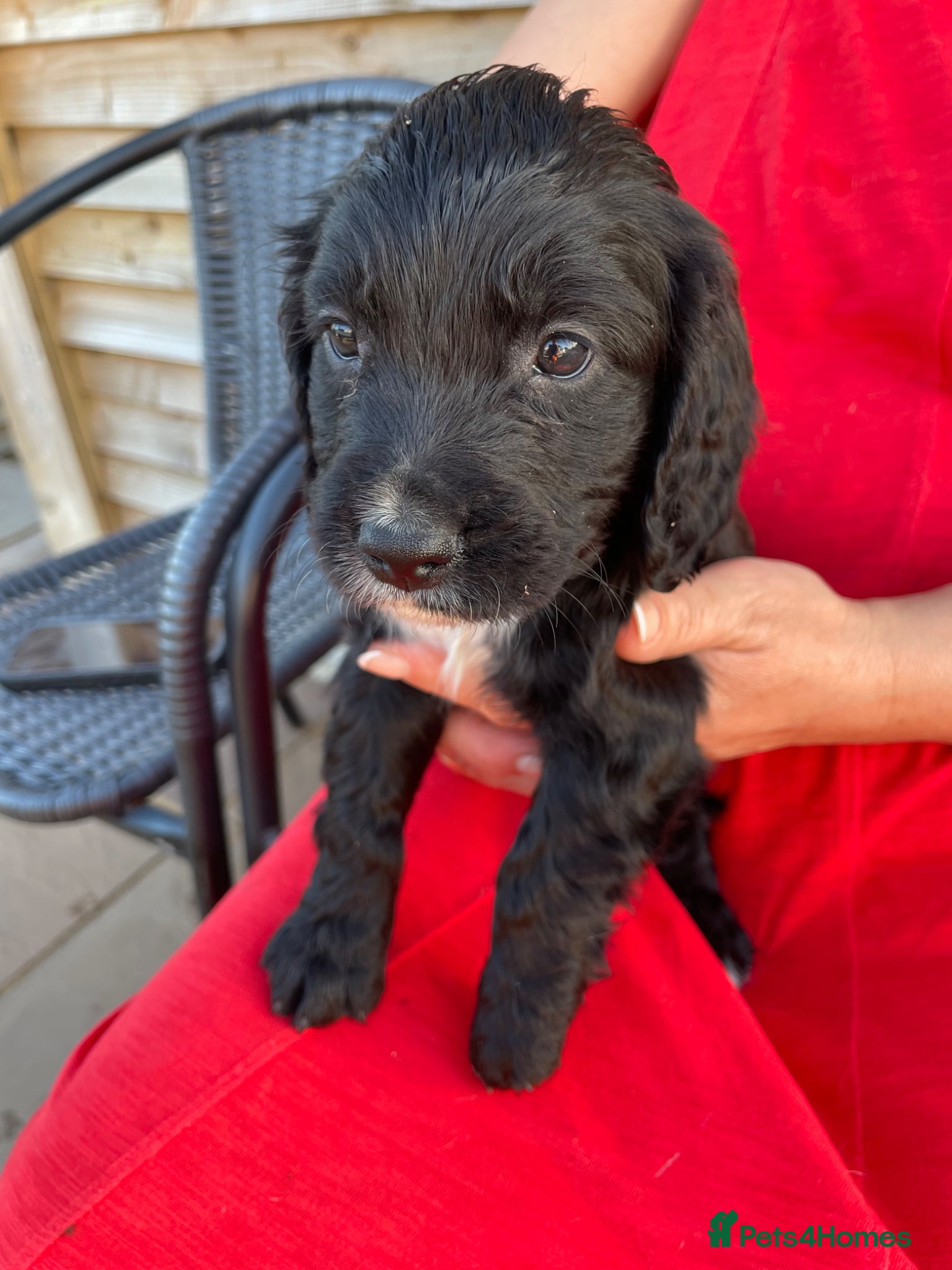 Cocker Spaniel dogs WORKING COCKER SPANIEL PUPS LAST GIRL READY NOW - Advert 6