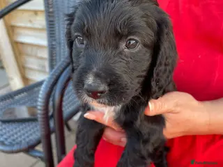 Cocker Spaniel dogs WORKING COCKER SPANIEL PUPS LAST GIRL READY NOW - Advert 1