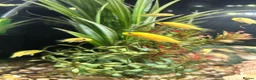 Cichlids fish for sale: Juvenile Yellow Lab Cichlids - Advert 4