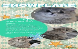 Persian cats for sale: Persian Dollface Kittens  - Image 3