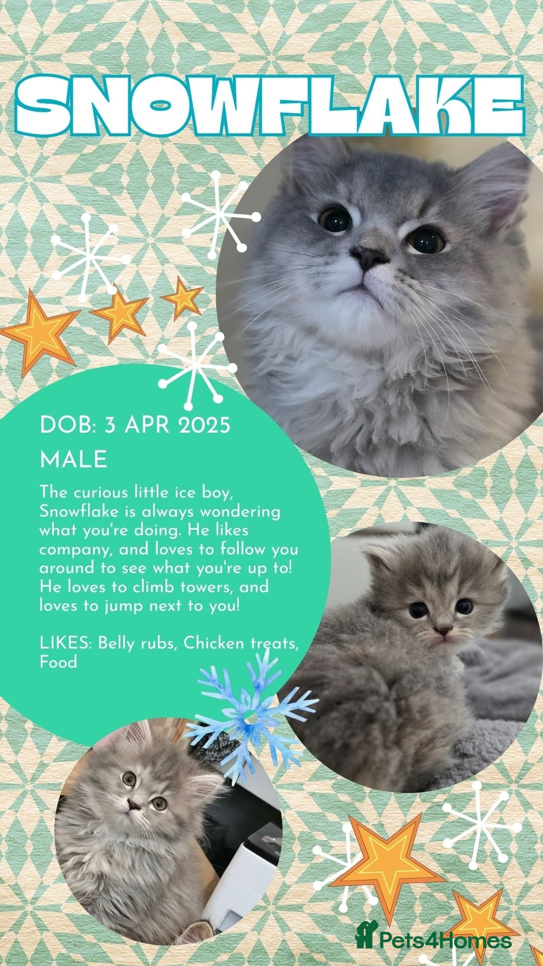 Persian cats for sale: Persian Dollface Kittens  - Image 3