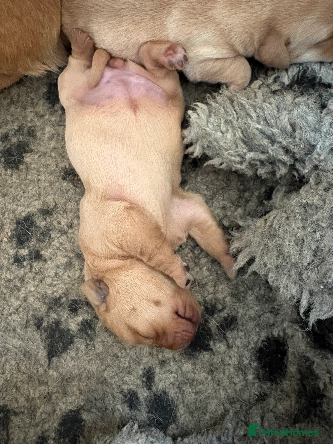 Labrador Retriever dogs for sale: Beautiful Fox Red Pedigree Labradors - Advert 8