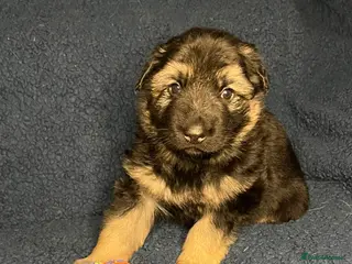 German Shepherd dogs Straight back German Shepherd amazing temperaments - Advert 5