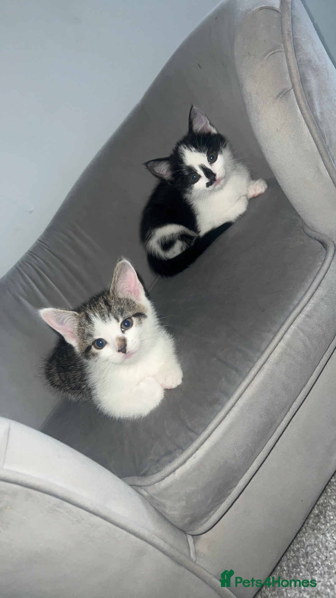 Mixed Breed cats for sale: Kittens  - Advert 3