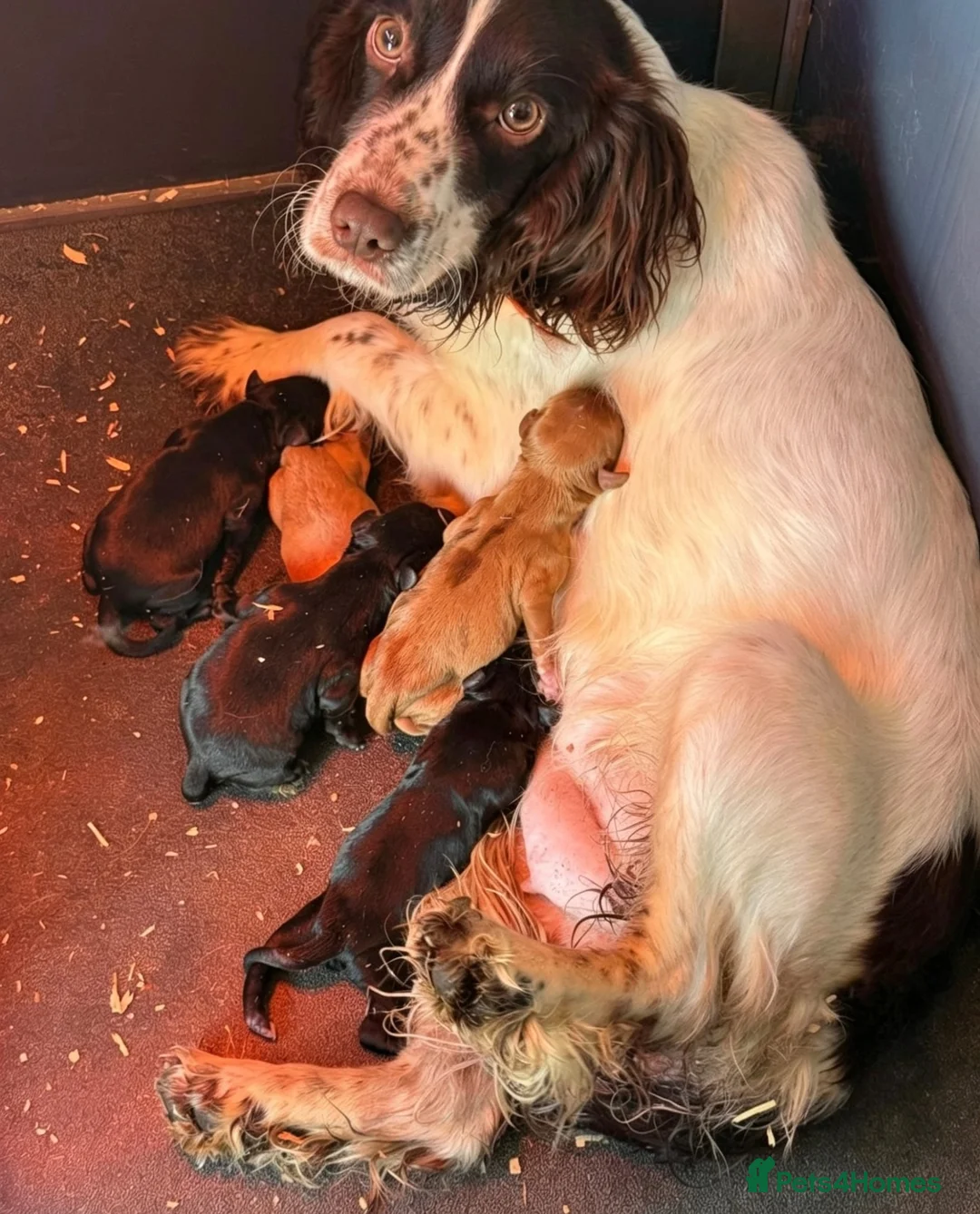 Cockapoo dogs for sale: Cockapoo puppies for sale  - Advert 15