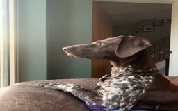German Shorthaired Pointer dogs for sale: Litter due 21/08/2025 - Image 7