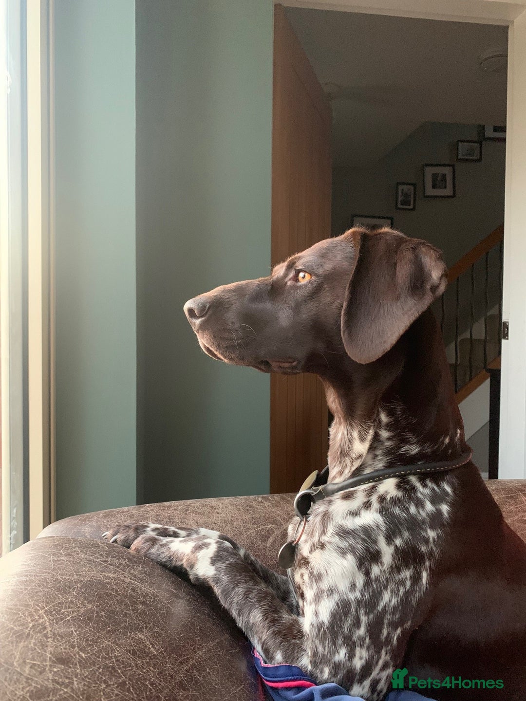 German Shorthaired Pointer dogs for sale: Litter due 21/08/2025 - Image 7
