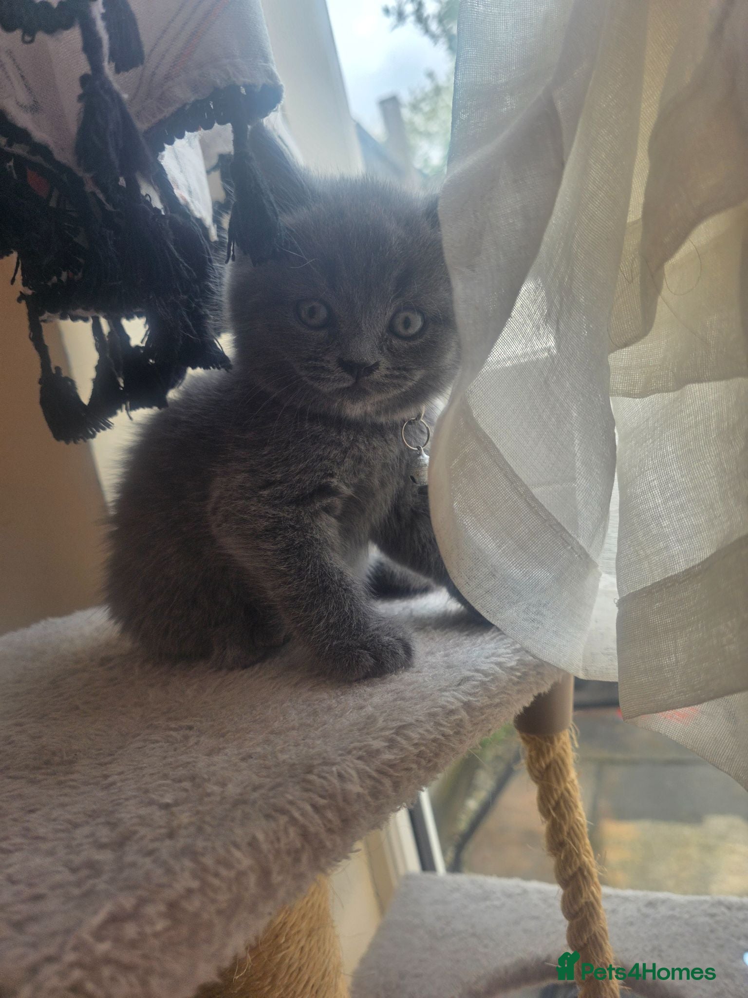 British Shorthair cats The cutest British Shorthair kittens  - Advert 2
