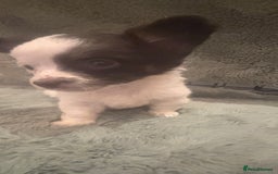 Mixed Breed dogs for sale: Miniature chihuahua X Jack russell puppies  - Image 9