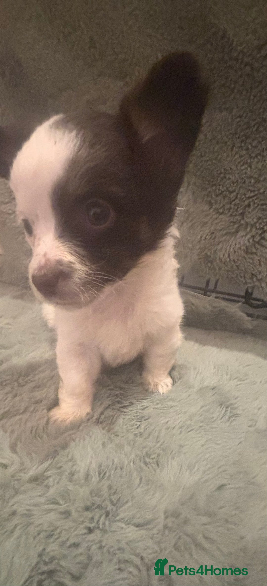 Mixed Breed dogs for sale: Miniature chihuahua X Jack russell puppies  - Image 9