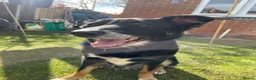 Smooth Collie dogs for sale: Collie smooth haired - Advert 2