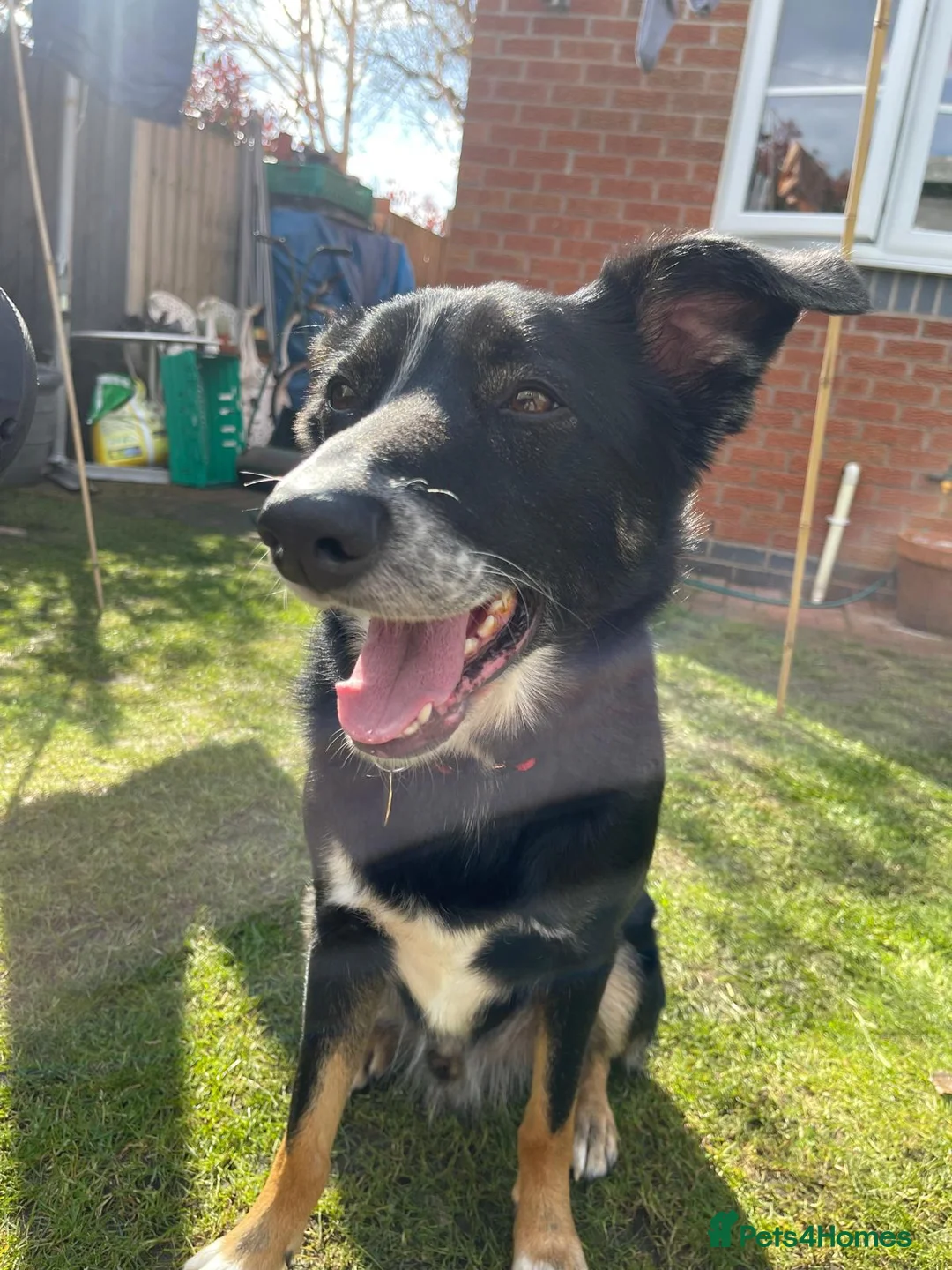Smooth Collie dogs for sale: Collie smooth haired - Advert 2