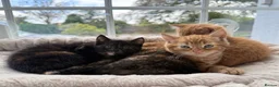 Mixed Breed cats for sale: 4 beautiful kittens in Stafford - Advert 9
