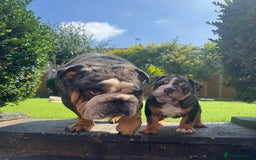 English Bulldog dogs for sale: READY TO GO Full Pedigree health tested bulldogs - Image 7