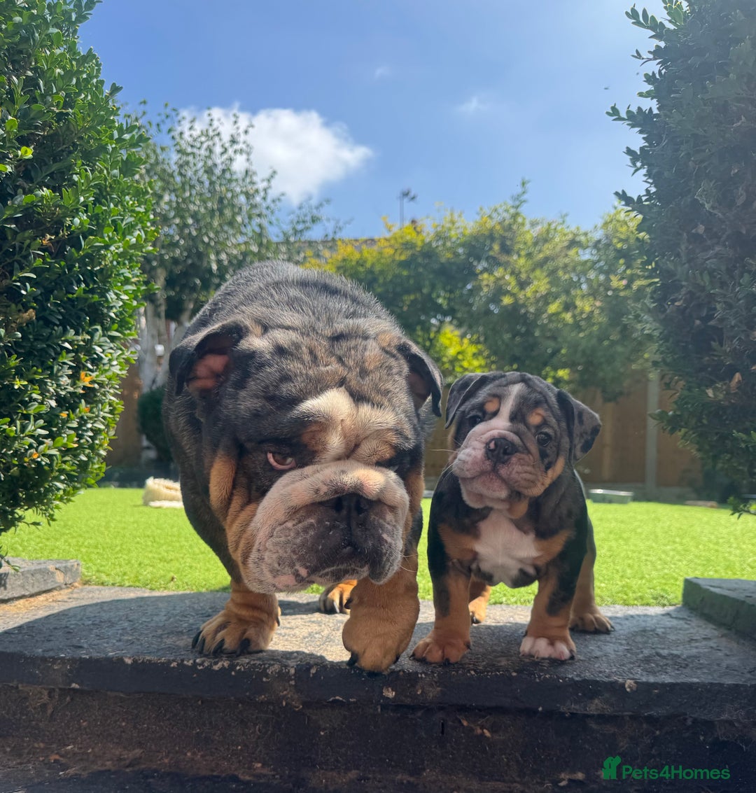 English Bulldog dogs for sale: READY TO GO Full Pedigree health tested bulldogs - Image 7