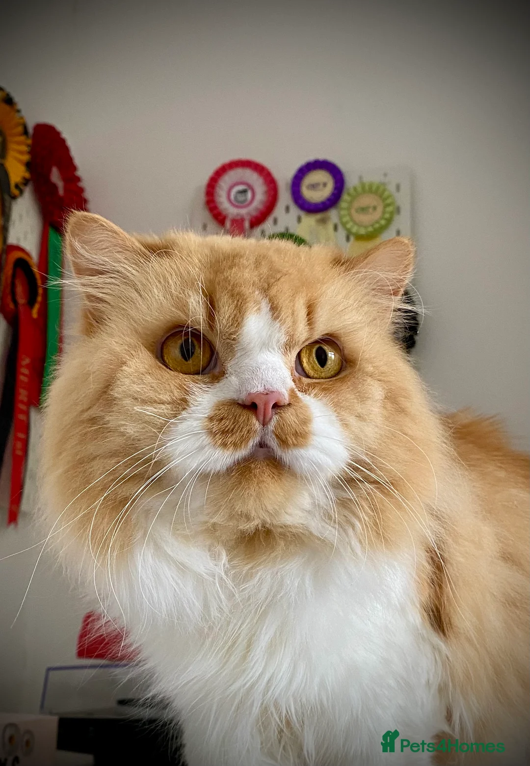 Gallery Image {{count}}