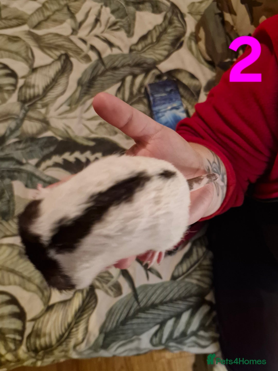 Rat rodents for sale: 9 beautiful girls - Image 5