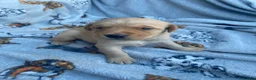 Labrador Retriever dogs for sale: KC Registered Fox red Labrador puppies available  - Advert 9