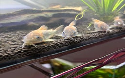 Corys fish for sale: albino x bronze cory dora babys - Image 3