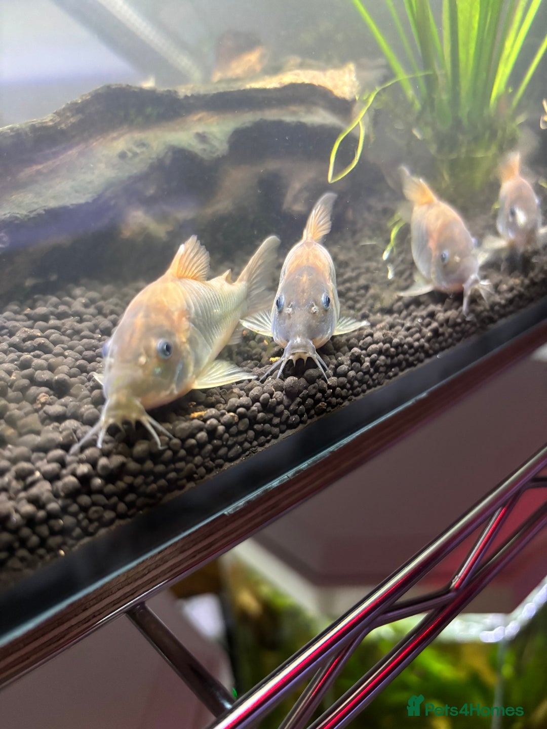 Corys fish for sale: albino x bronze cory dora babys - Image 3