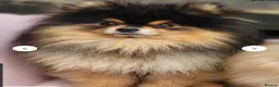 Pomeranian dogs for sale: 4 pomeranian puppies - Advert 2