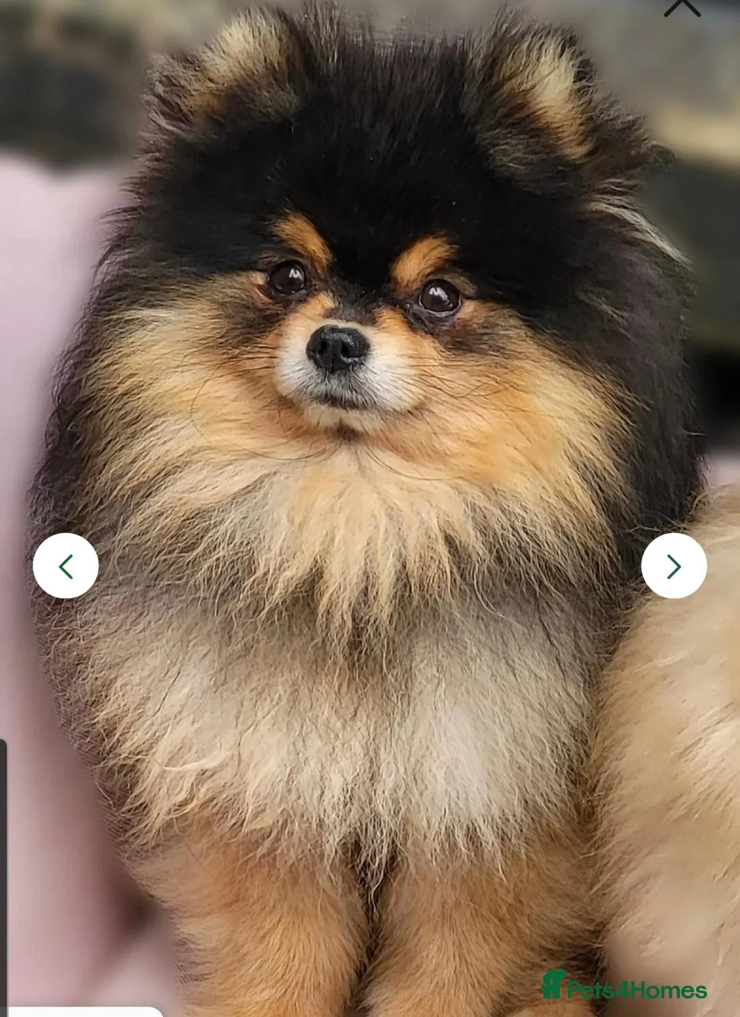 Pomeranian dogs for sale: 4 pomeranian puppies - Advert 2