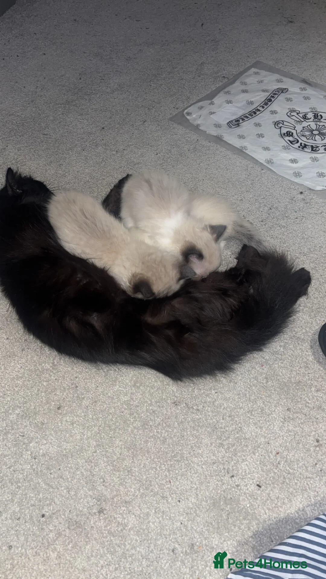 Ragdoll cats for sale: Premium Siberian × Ragdoll Kittens - Advert 7