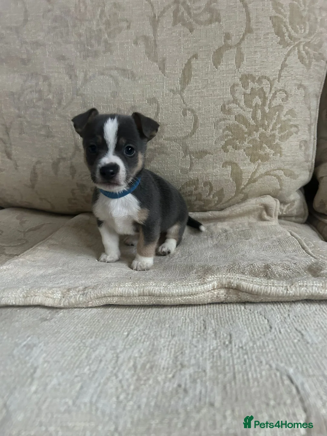 Jack Russell dogs for sale: Jack Russell  - Advert 3