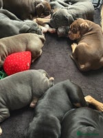 Olde English Bulldogge dogs Olde English Bulldogge (2x Girls 1x Boy)- For Sale - Advert 3