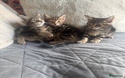 Mixed Breed cats for sale: Lovely girl kittens  - Image 7