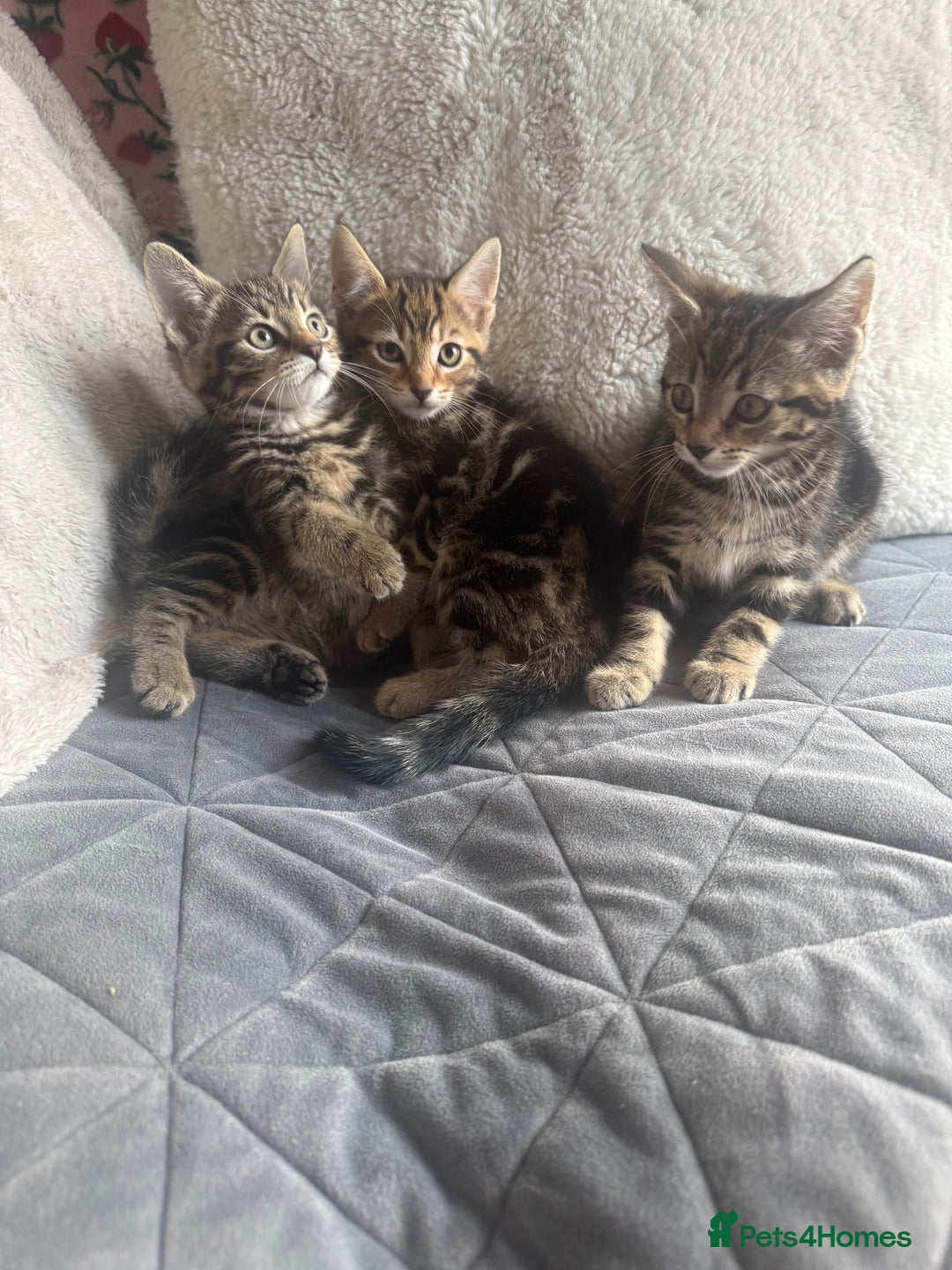 Mixed Breed cats for sale: Lovely girl kittens  - Image 7