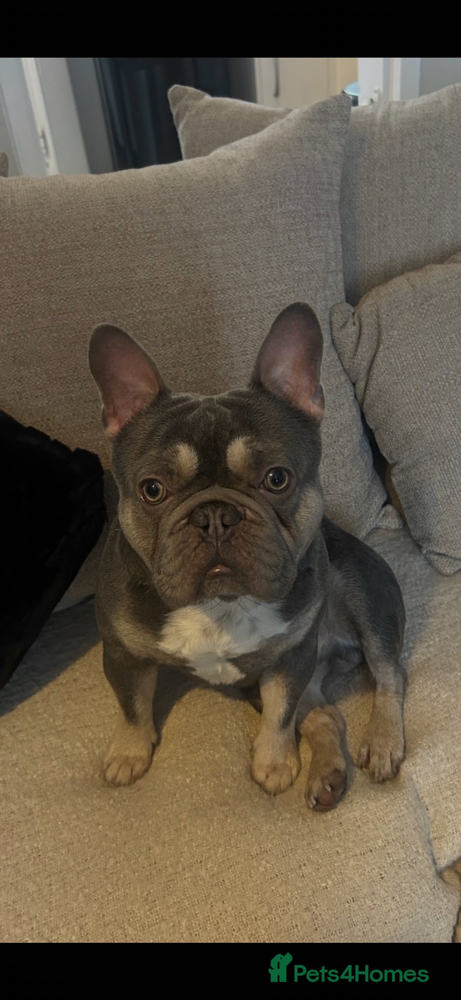 French Bulldog dogs French bull dog 2 years old  - Advert 1