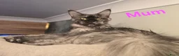 Maine Coon cats for sale: Amazing pure bread Maine Coons kittens  - Advert 5