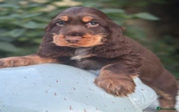 Cocker Spaniel dogs for sale: Stunning show cocker spaniels  - Image 16