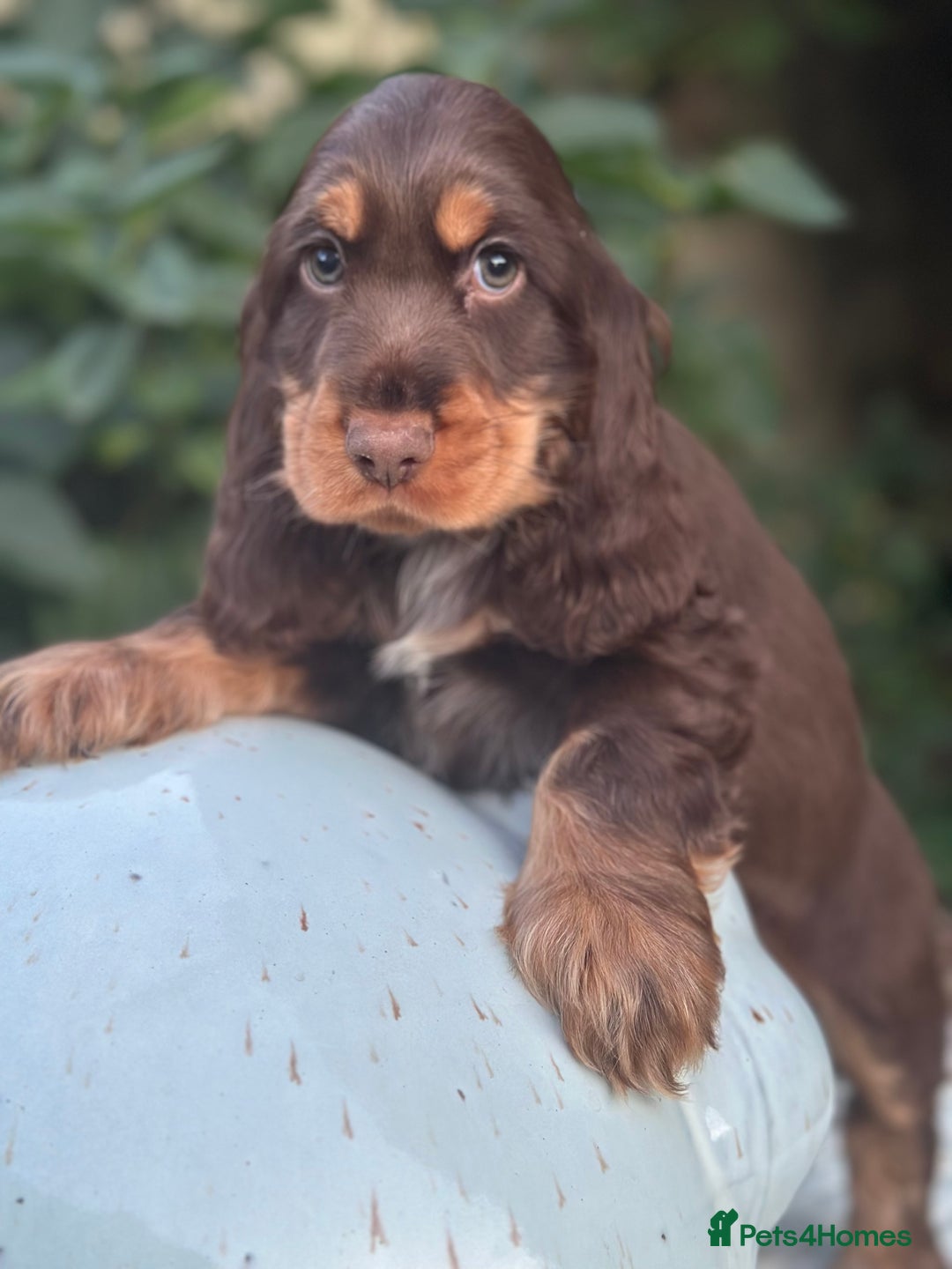 Cocker Spaniel dogs for sale: Stunning show cocker spaniels  - Image 16
