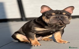French Bulldog dogs for stud:  **  French Bulldog Stud - Image 9