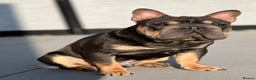 French Bulldog dogs for stud:  **  French Bulldog Stud - Advert 9