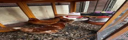 Chickens poultry for sale: 4 Hens for £70 in Manchester - Advert 3