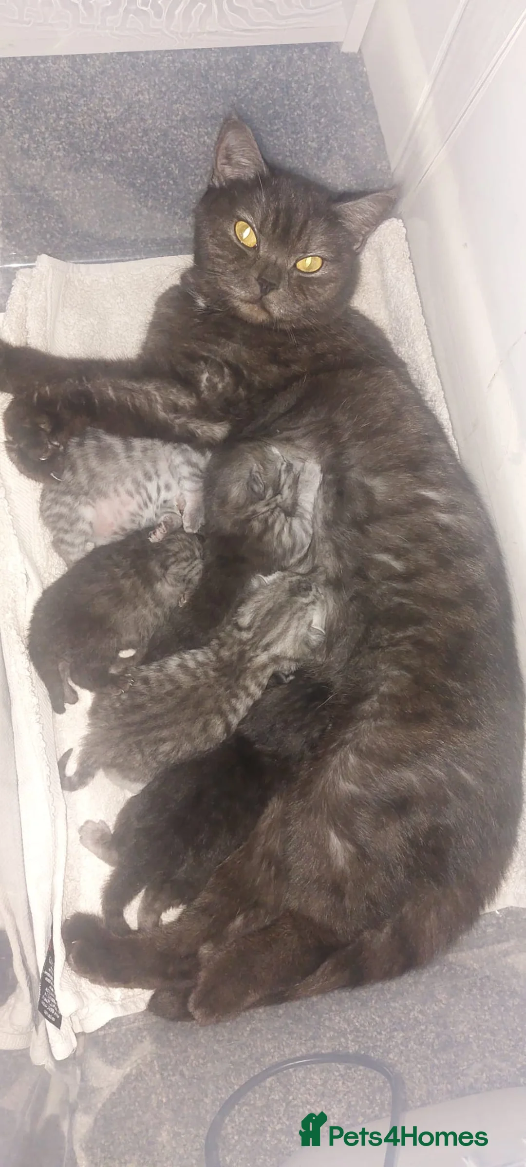 British Longhair cats for sale: 2 British longhair girls - Advert 4