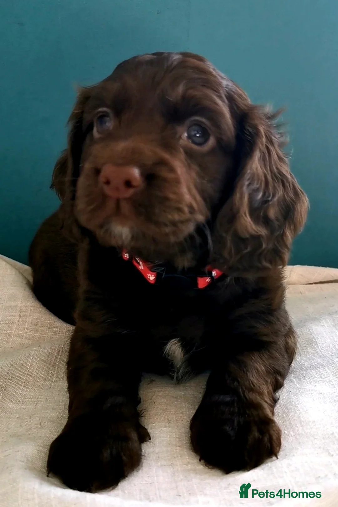Cocker Spaniel dogs for sale: FTCH Pedigree Working Cocker Spaniels  - Advert 2