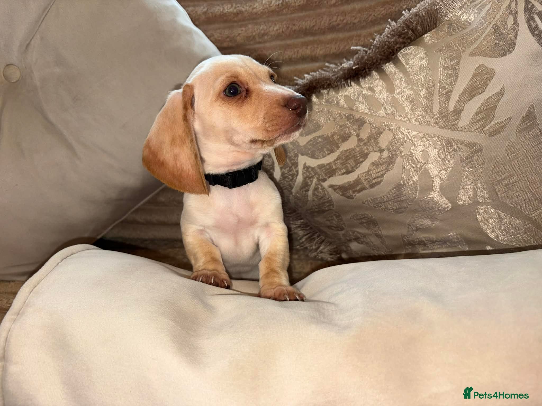 Miniature Dachshund dogs Kc registered smooth hair Miniature Dachshund’s - Advert 1