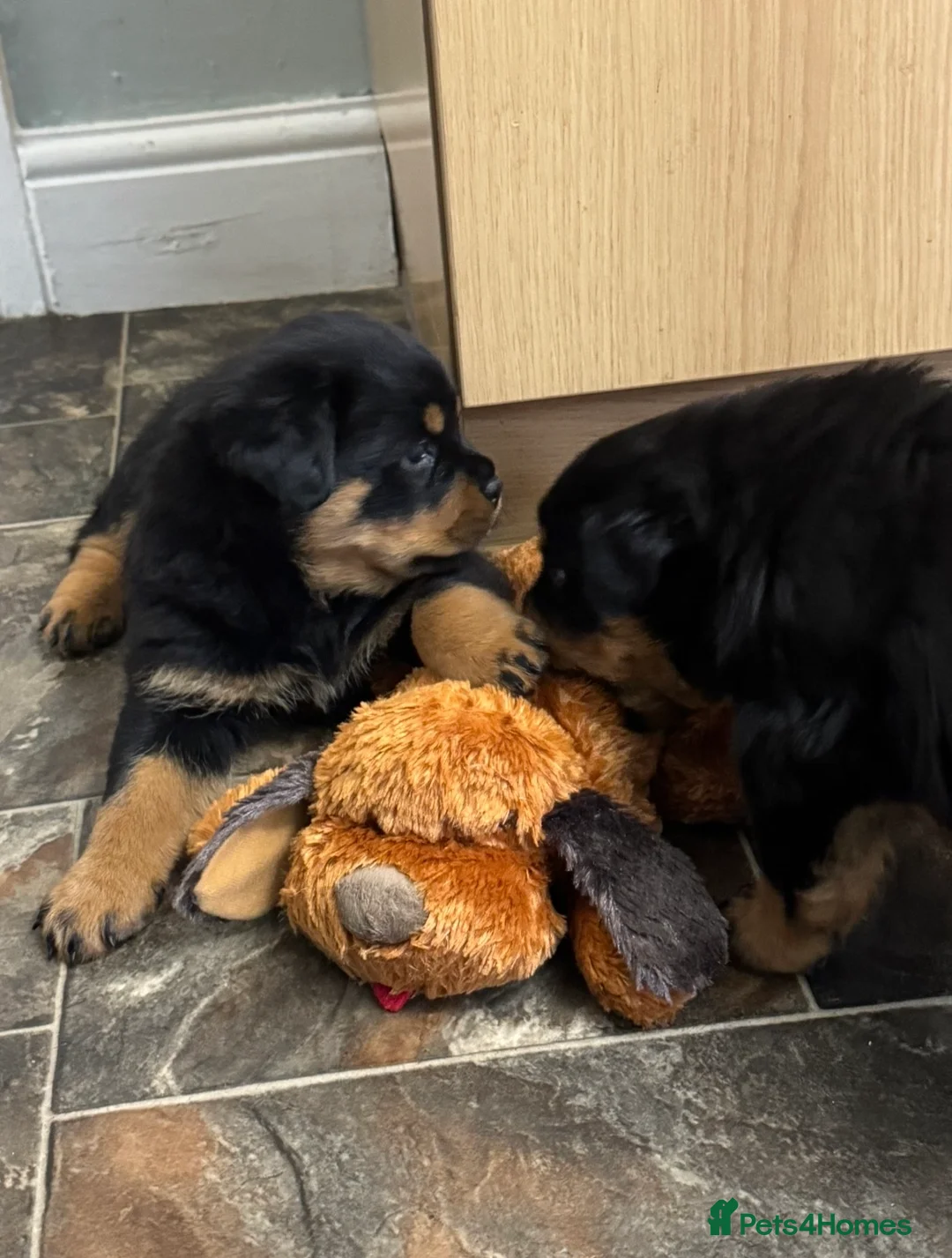 Rottweiler dogs for sale: Gorgeous Rottweiler puppies  - Advert 11