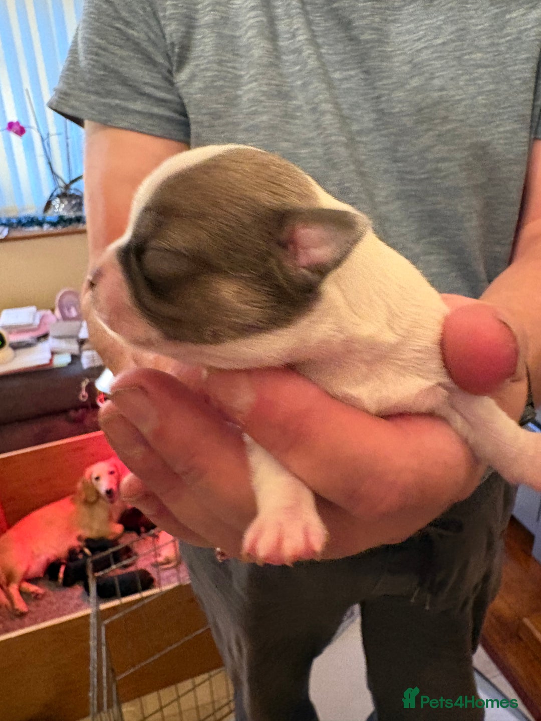 Chihuahua dogs for sale: Stunning Chihuahua Puppy for sale - Advert 4