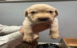 Labrador Retriever dogs for sale: Working line Labrador’s for sale  - Image 4