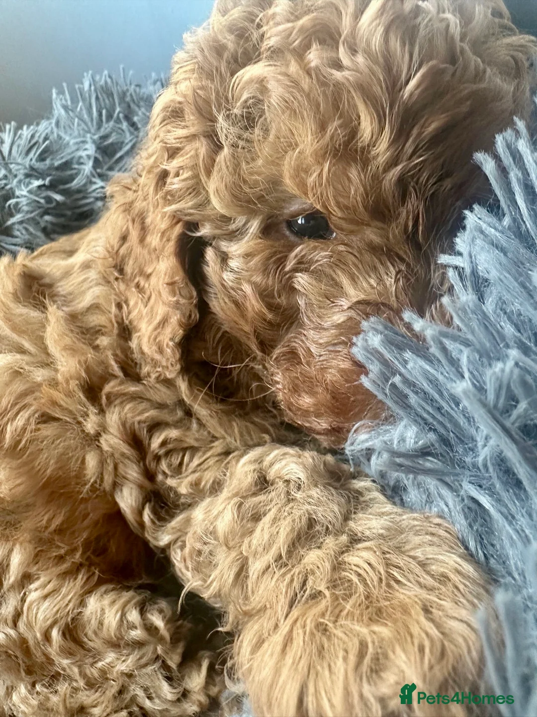 Miniature Poodle dogs for stud: Red KC registered miniature poodle - Health tested in Livingston - Advert 31