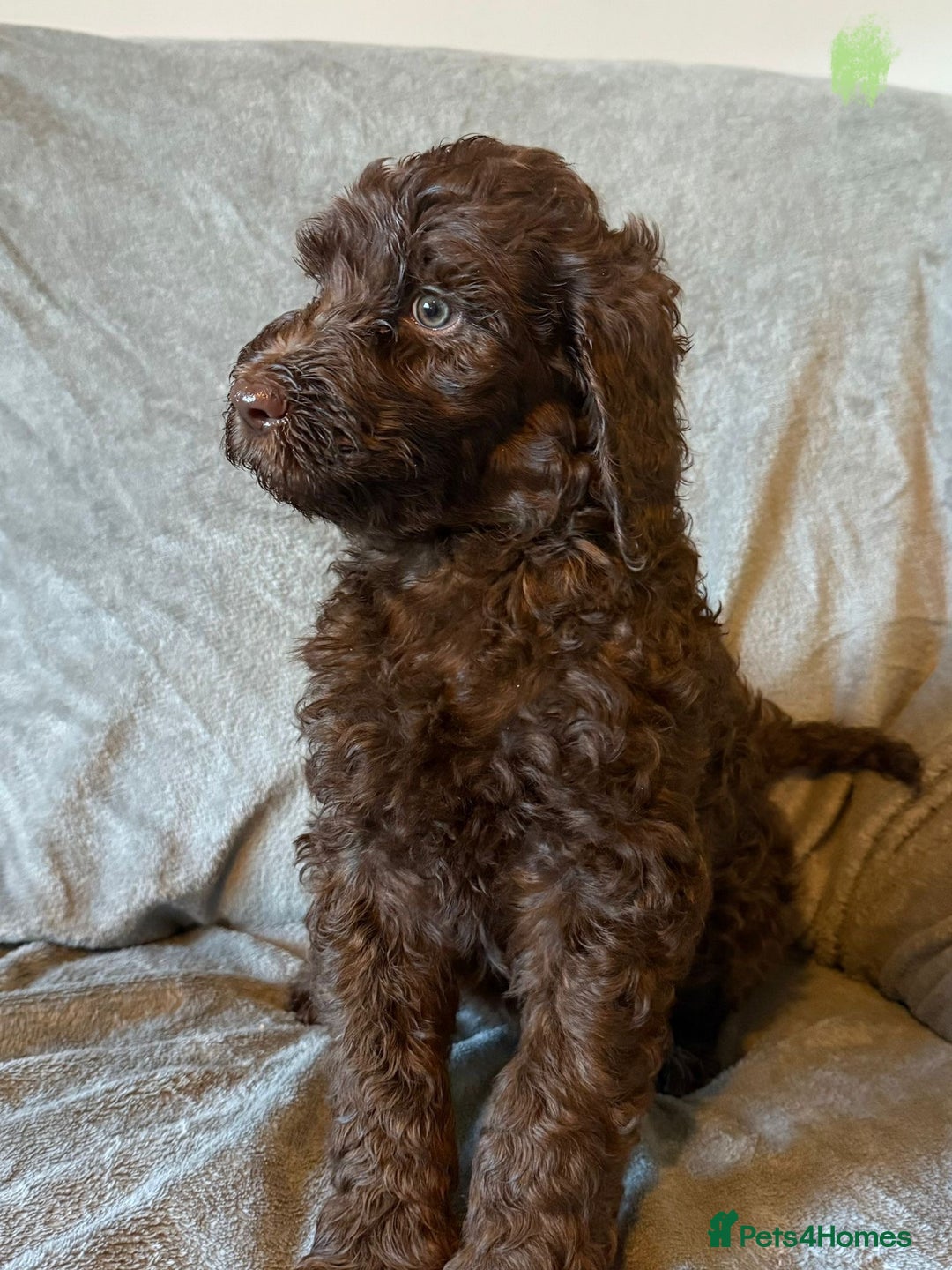 Labradoodle dogs for sale:  Standard Labradoodle puppies  - Image 1