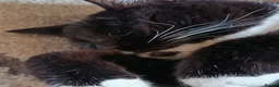 British Shorthair cats for sale: Timmy the Tuxedo tom  - Advert 3