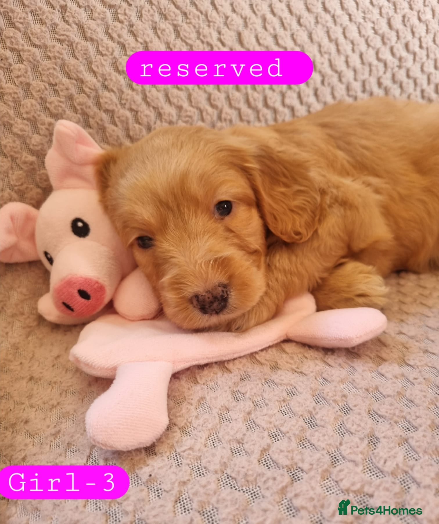 Cockapoo dogs Cockapoo Merle Puppies  - Advert 2